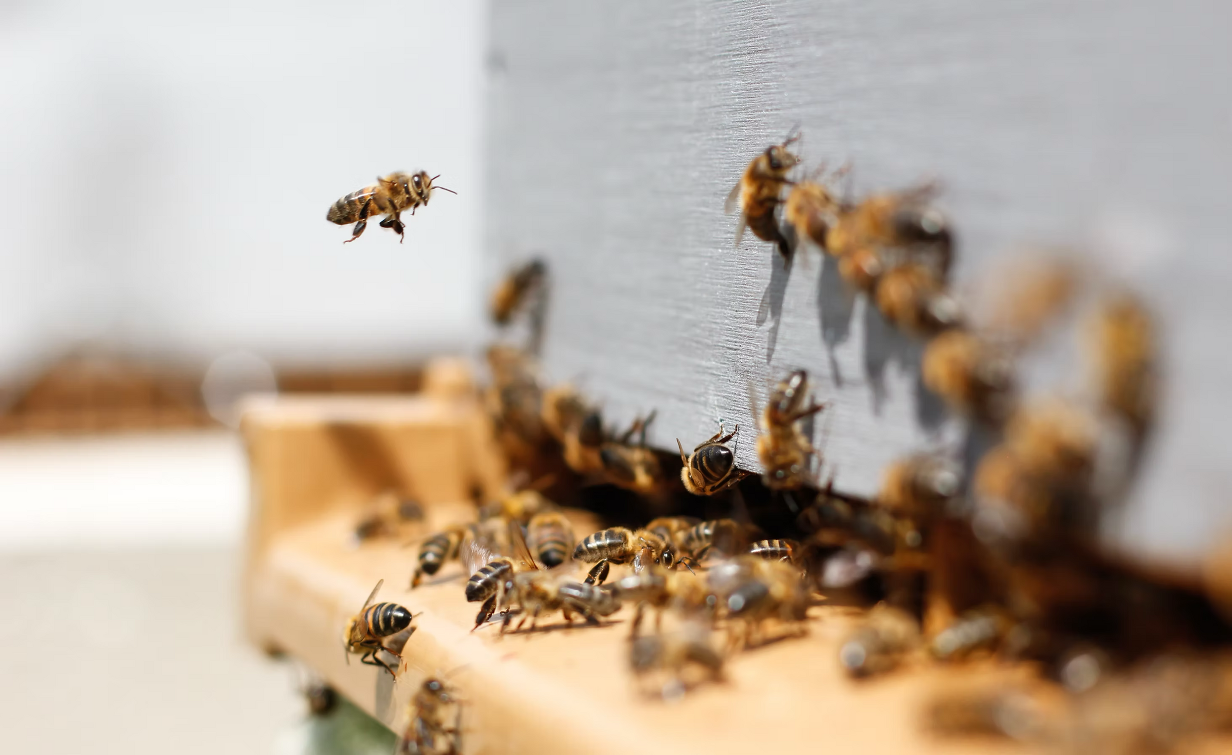 Canadian Bee hive for Bee Mafia Honey Company